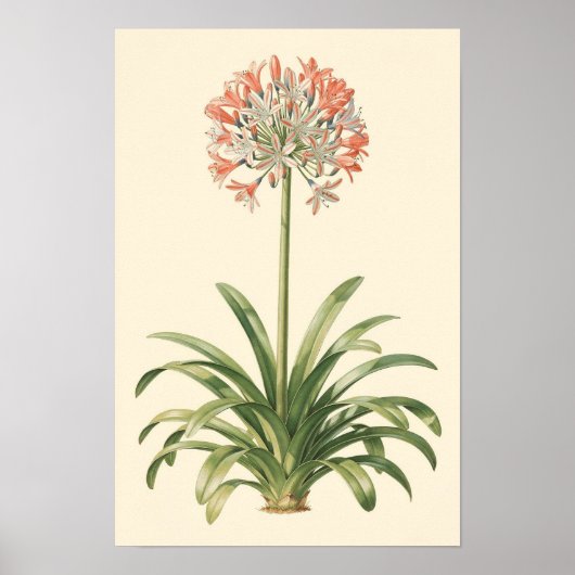 Agapanthus Botanische Studie Poster (Voorkant)