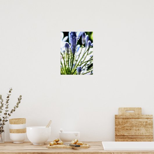 Agapanthus druppelt Poster (Keuken)