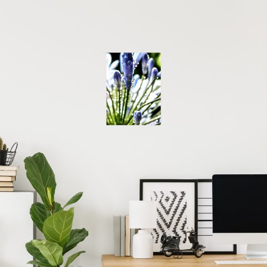 Agapanthus druppelt Poster (Thuiskantoor)