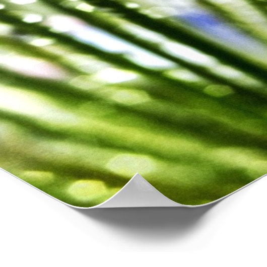 Agapanthus druppelt Poster (Hoek)