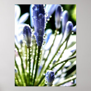 Agapanthus druppelt Poster