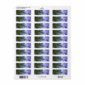 Agapanthus Flower Adresetiketten Etiket (Full Sheet)