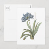 Agapanthus Flower Briefkaart (Voorkant / Achterkant)