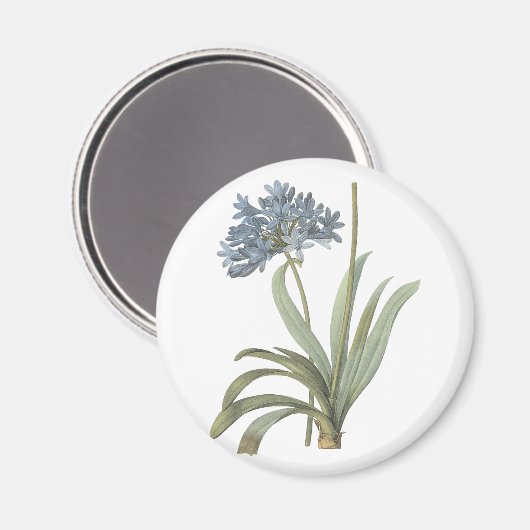 Agapanthus Flower Magneet (Voorkant / Achterkant)