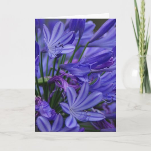 Agapanthus Kaart (Voorkant)