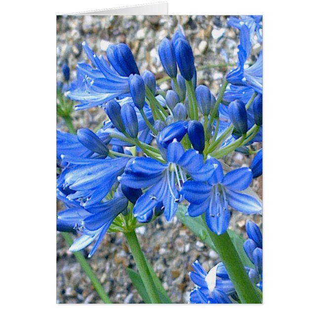 Agapanthus-kaart (Voorkant)