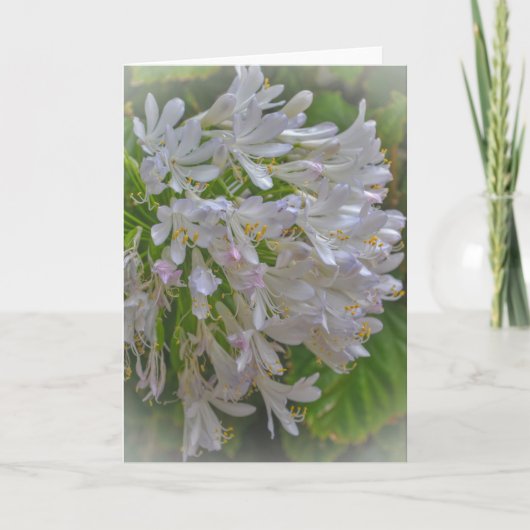 Agapanthus Lily Flowers Bloemen Bloemen Bloemen Ku Kaart (Voorkant)