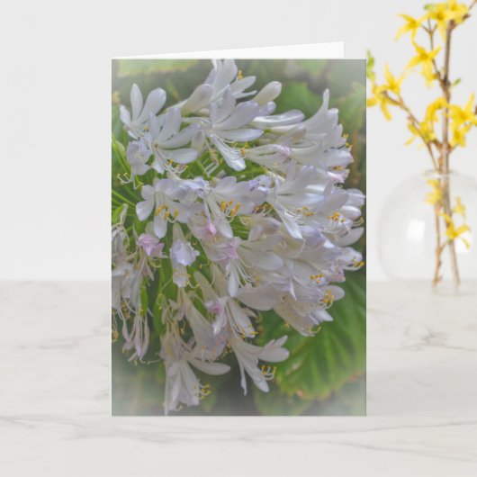 Agapanthus Lily Flowers Bloemen Bloemen Bloemen Ku Kaart (Gele Bloem)