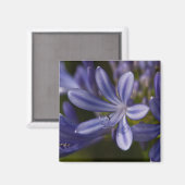 Agapanthus Magneet (Voorkant / Achterkant)