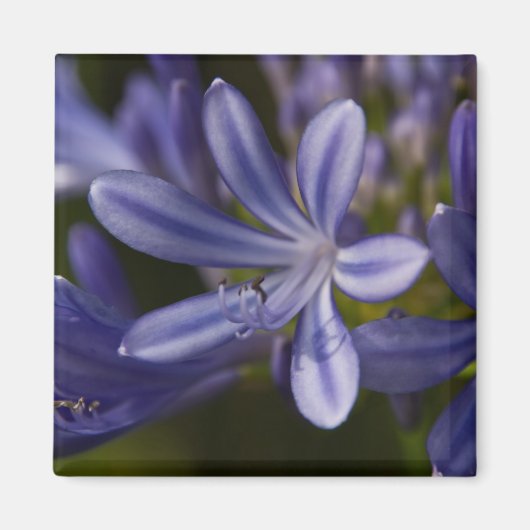 Agapanthus Magneet (Voorkant)