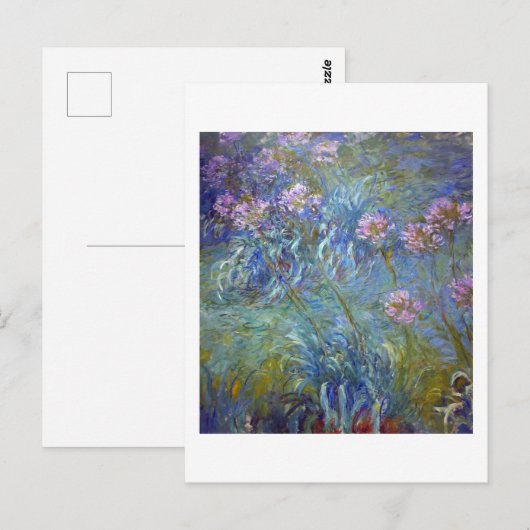 Agapanthus, Monet Briefkaart (Voorkant / Achterkant)