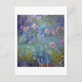 Agapanthus, Monet Briefkaart (Voorkant)