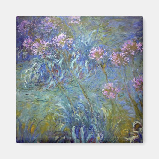 Agapanthus, Monet Magneet (Voorkant)