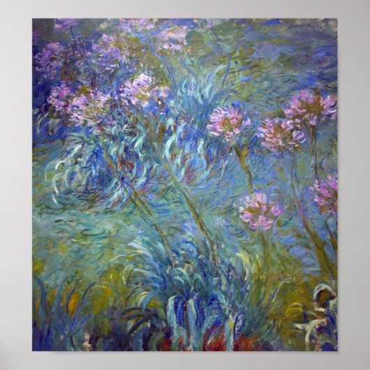 Agapanthus, Monet Poster (Voorkant)