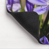 Agapanthus Muismat (Hoek)