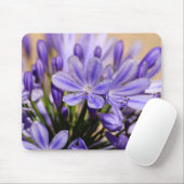 Agapanthus Muismat (Met muis)