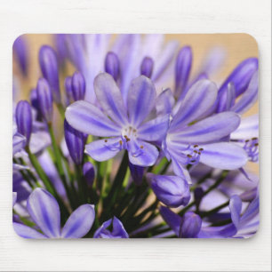 Agapanthus Muismat