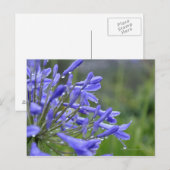 Agapanthus praecox, algemeen bekend als briefkaart (Voorkant / Achterkant)