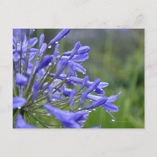 Agapanthus praecox, algemeen bekend als briefkaart (Voorkant)
