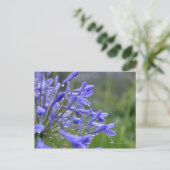 Agapanthus praecox, algemeen bekend als briefkaart (Staand voorkant)