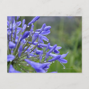 Agapanthus praecox, algemeen bekend als briefkaart