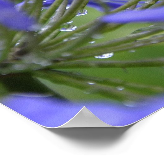Agapanthus praecox, algemeen bekend als poster (Hoek)
