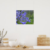 Agapanthus praecox, algemeen bekend als poster (Keuken)