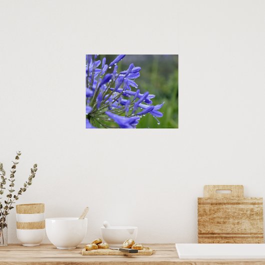 Agapanthus praecox, algemeen bekend als poster (Keuken)