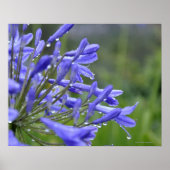 Agapanthus praecox, algemeen bekend als poster (Voorkant)