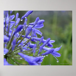 Agapanthus praecox, algemeen bekend als poster
