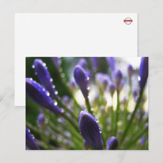 Agapanthus Raindrops Macro Briefkaart (Voorkant / Achterkant)