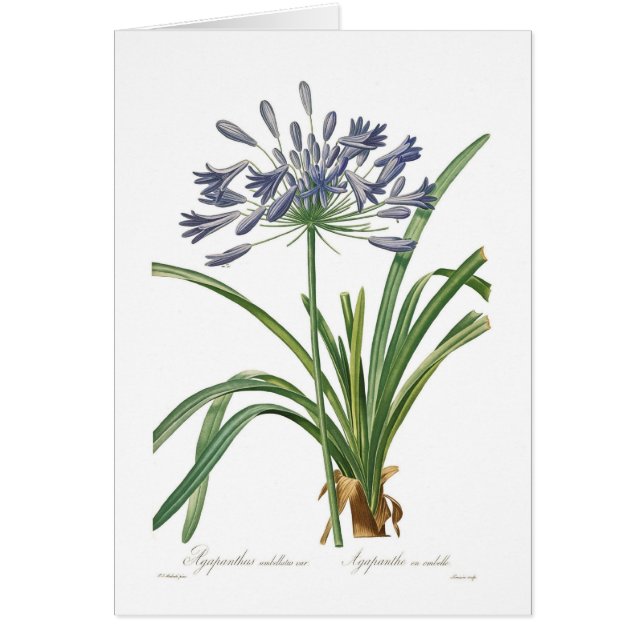 Agapanthus umbellatus (Voorkant)