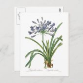 Agapanthus umbellatus briefkaart (Voorkant / Achterkant)