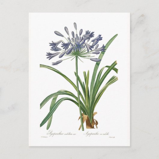 Agapanthus umbellatus briefkaart (Voorkant)