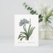 Agapanthus umbellatus briefkaart (Staand voorkant)