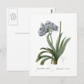 Agapanthus umbellatus briefkaart (Voorkant / Achterkant)