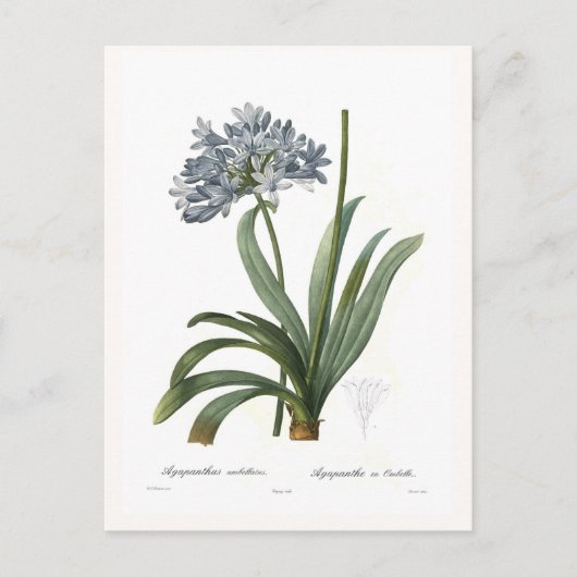 Agapanthus umbellatus briefkaart (Voorkant)