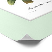 Agapanthus umbellatus, douanegrens poster (Hoek)