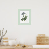 Agapanthus umbellatus, douanegrens poster (Keuken)