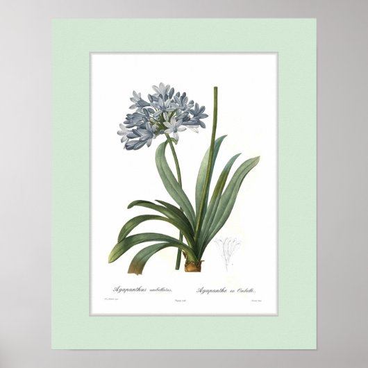 Agapanthus umbellatus, douanegrens poster (Voorkant)