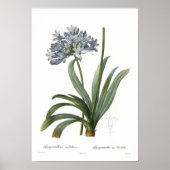 Agapanthus umbellatus poster (Voorkant)
