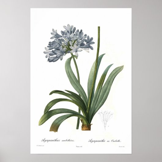 Agapanthus umbellatus poster (Voorkant)