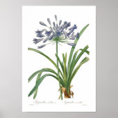 Agapanthus umbellatus poster (Voorkant)