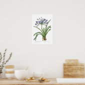 Agapanthus umbellatus poster (Keuken)