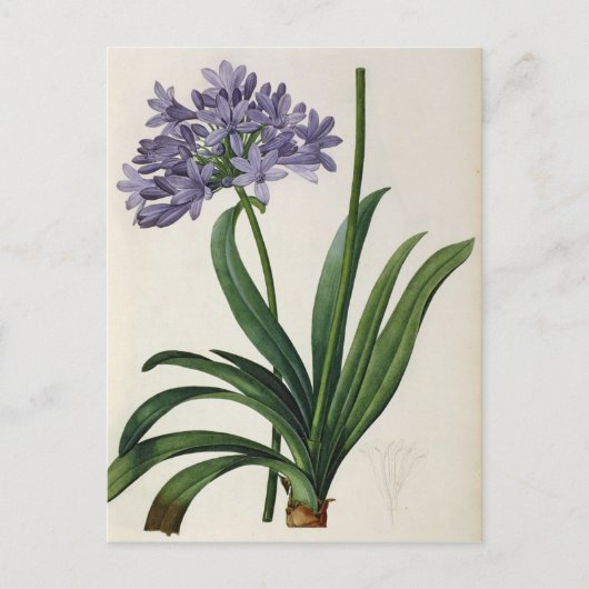 Agapanthus umbrellatus briefkaart (Voorkant)