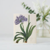 Agapanthus umbrellatus briefkaart (Staand voorkant)