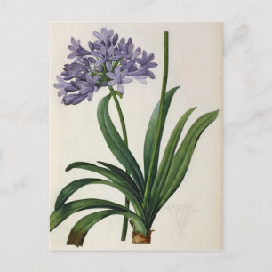 Agapanthus umbrellatus briefkaart