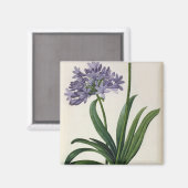 Agapanthus umbrellatus magneet (Voorkant / Achterkant)