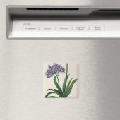 Agapanthus umbrellatus magneet (Insitu (Vaatwasser))