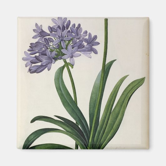 Agapanthus umbrellatus magneet (Voorkant)